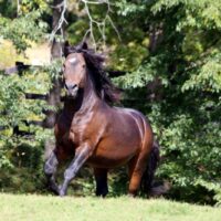 The Fight Continues to Protect America’s Wild Equines