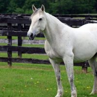 A Special Independence Day Message from Equine Advocates
