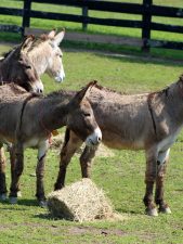 We Must Stop the Calculated Eradication of Wild Horses & Burros on America’s Public Lands