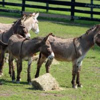 Meet the New Rescued Wild Burros