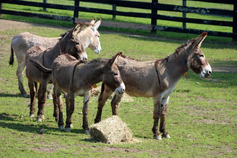 You are currently viewing We Must Stop the Calculated Eradication of Wild Horses & Burros on America’s Public Lands