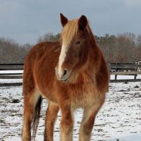 Keep Calm and Stay Warm: Caring for Equines During the Winter