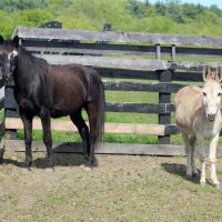 Meet the “Blues Brothers,” newest rescues at Equine Advocates