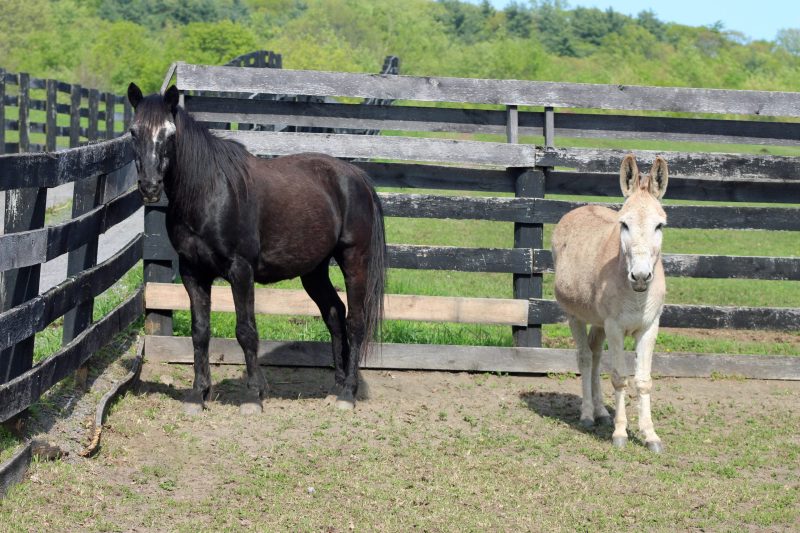 You are currently viewing Meet the “Blues Brothers,” newest rescues at Equine Advocates