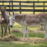 Support the Ejiao Act to Ban Cruel Donkey-Hide Trade