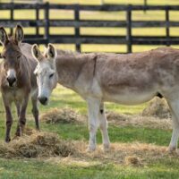 Support the Ejiao Act to Ban Cruel Donkey-Hide Trade