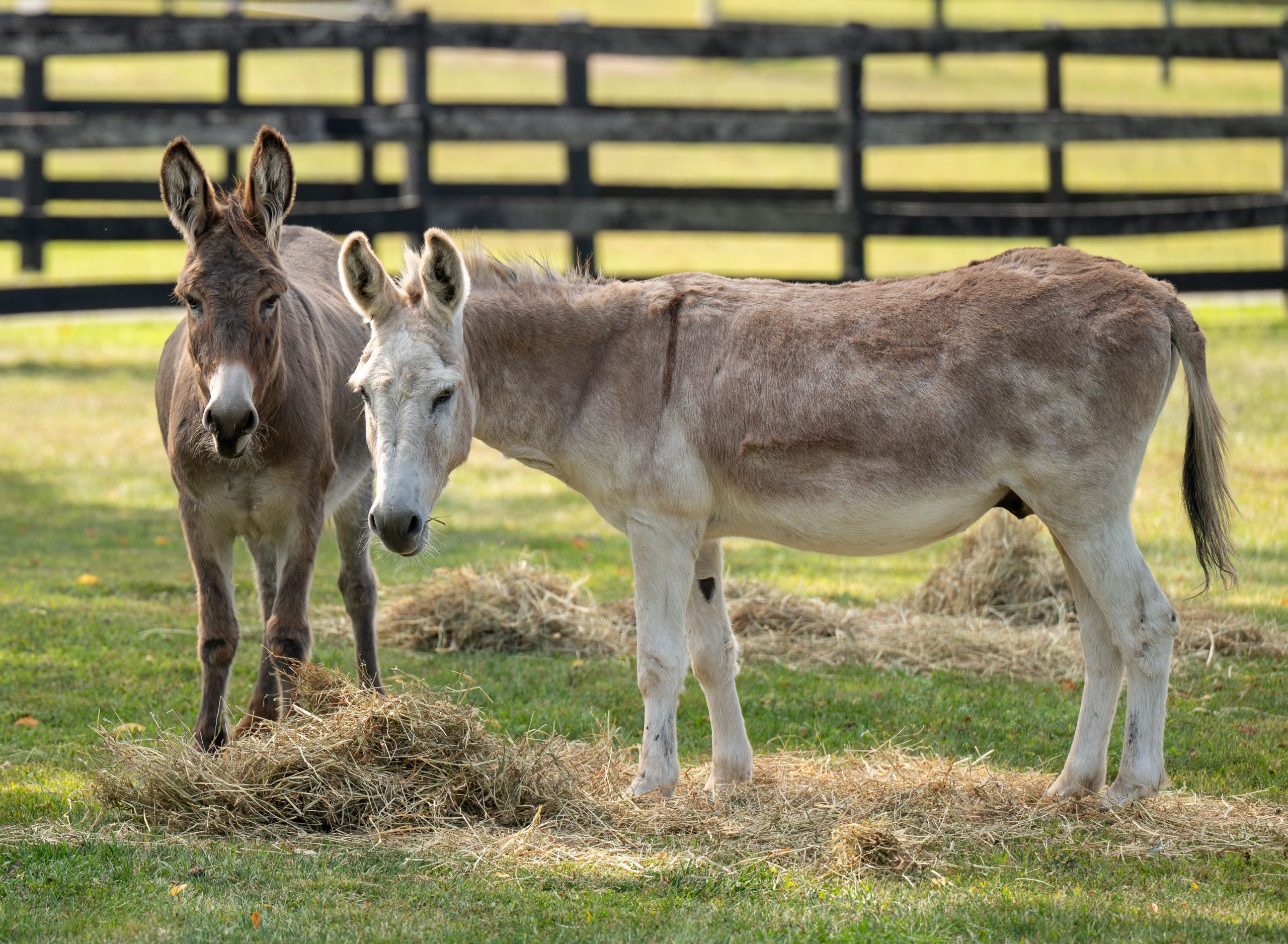 You are currently viewing Support the Ejiao Act to Ban Cruel Donkey-Hide Trade