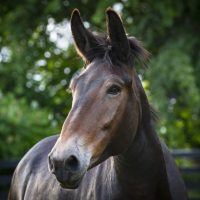 All About Mules, the “Forgotten Equine”