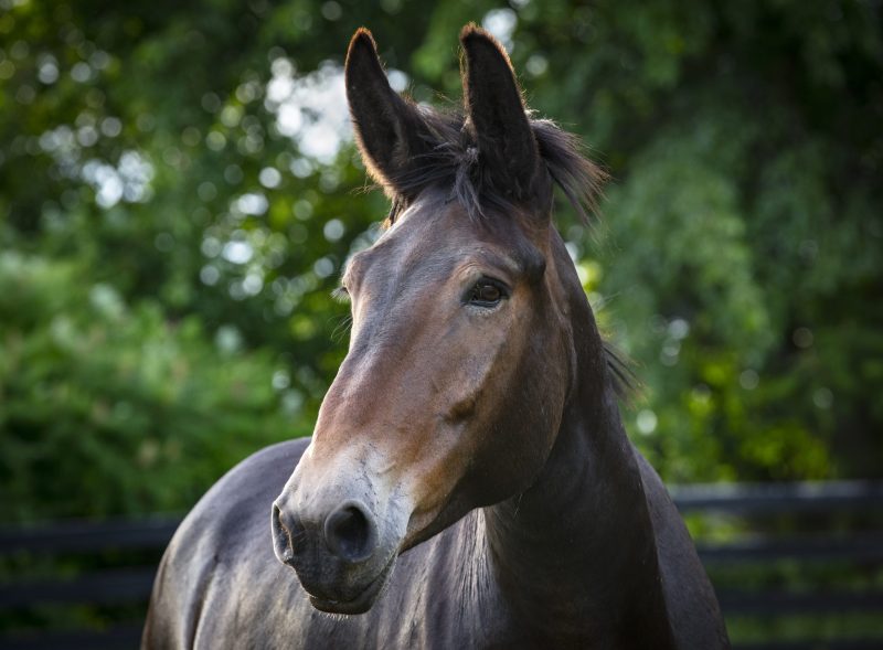 You are currently viewing All About Mules, the “Forgotten Equine”