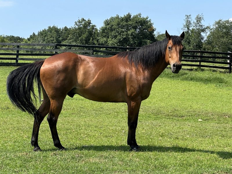 You are currently viewing Fact or Fiction: What’s the Truth About Horses?