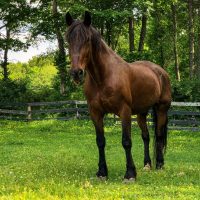 Loved at Every Age: Taking Care of a Senior Horse