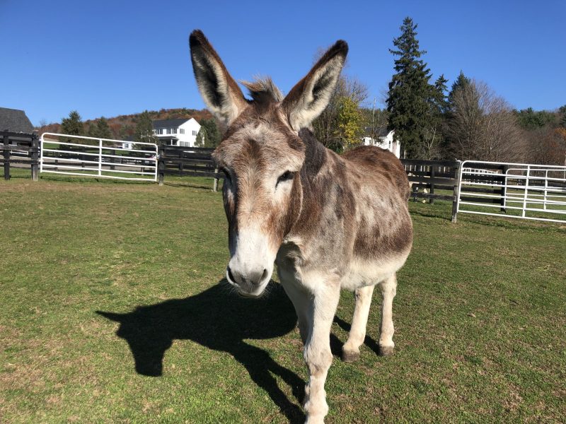 You are currently viewing The Donkey Days of Summer