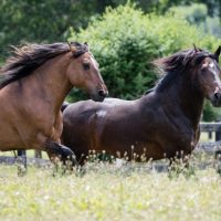 A Message of Hope for America’s Wild Horses & Burros