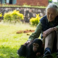 In Memory of Dr. Jane Goodall