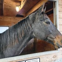 Newly Rescued Thoroughbred Philip Seymour is Recovering