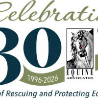Equine Advocates Celebrates 30 Years of Rescuing Equines