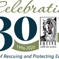 Equine Advocates Celebrates 30 Years of Rescuing Equines