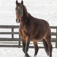 Let’s Make 2026 the Year FOR the Horse