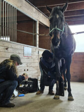 Rescued Thoroughbred Philip Seymour is Doing Well
