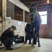 Rescued Thoroughbred Philip Seymour is Doing Well