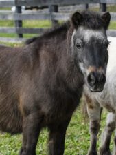 In Memoriam: Rain Man