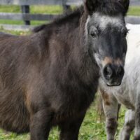 In Memoriam: Rain Man